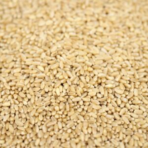 Wheat Grain