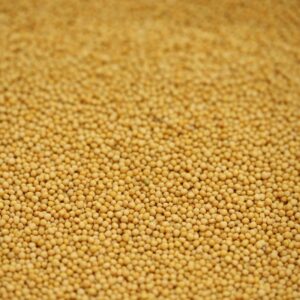 Mustard Seeds Yellow
